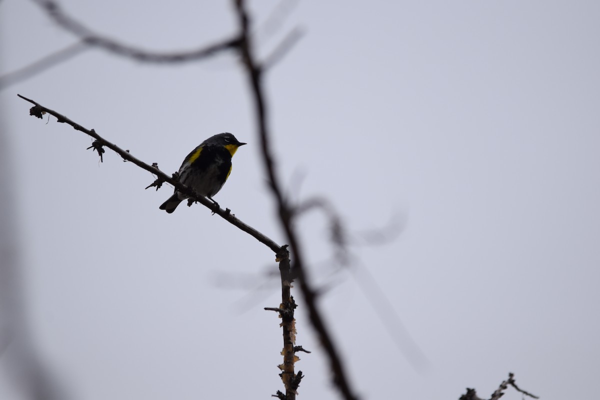 Yellow-rumped Warbler (Audubon's) - ML618064463