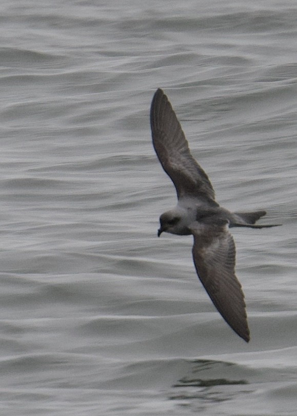 Fork-tailed Storm-Petrel - ML618064483