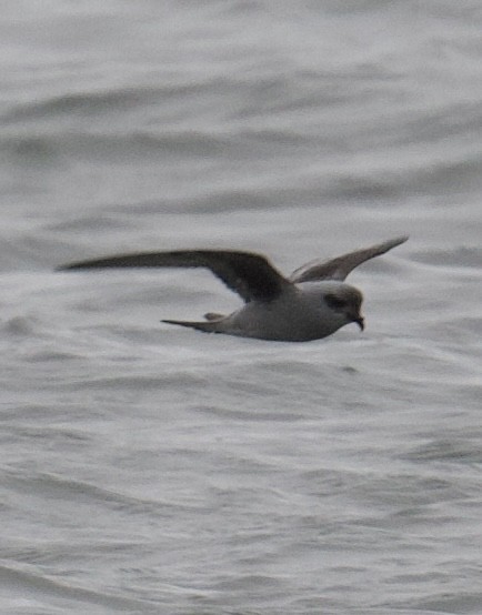 Fork-tailed Storm-Petrel - ML618064485