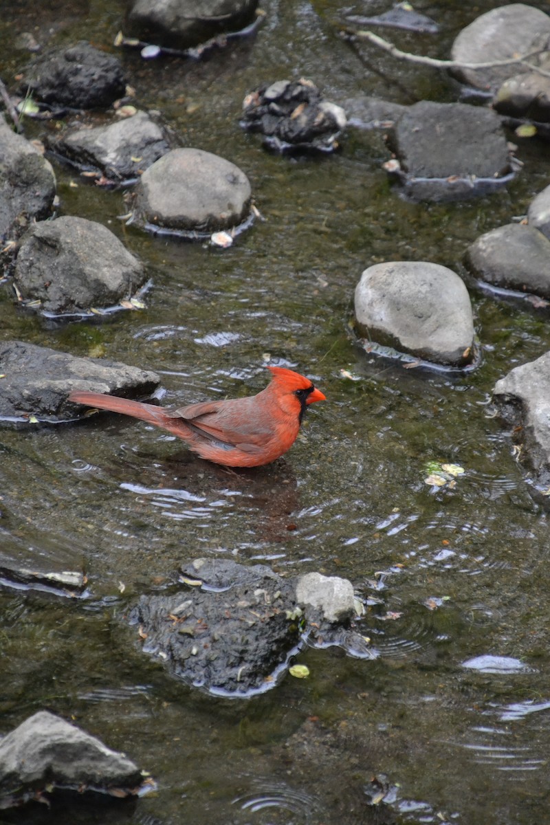 Cardinal rouge - ML618064486