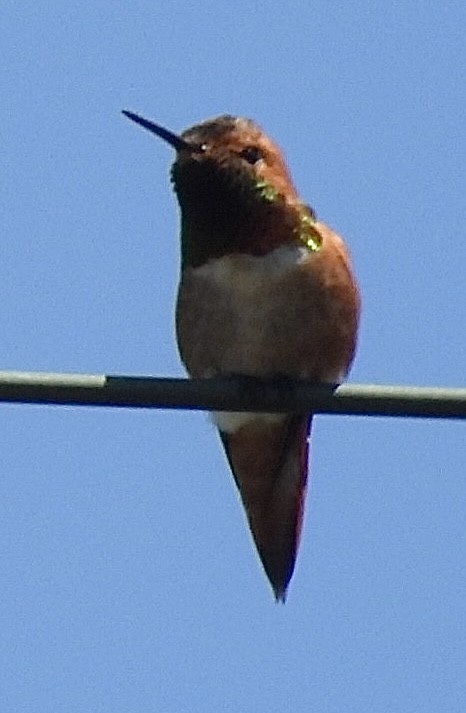 Rufous Hummingbird - ML618064488