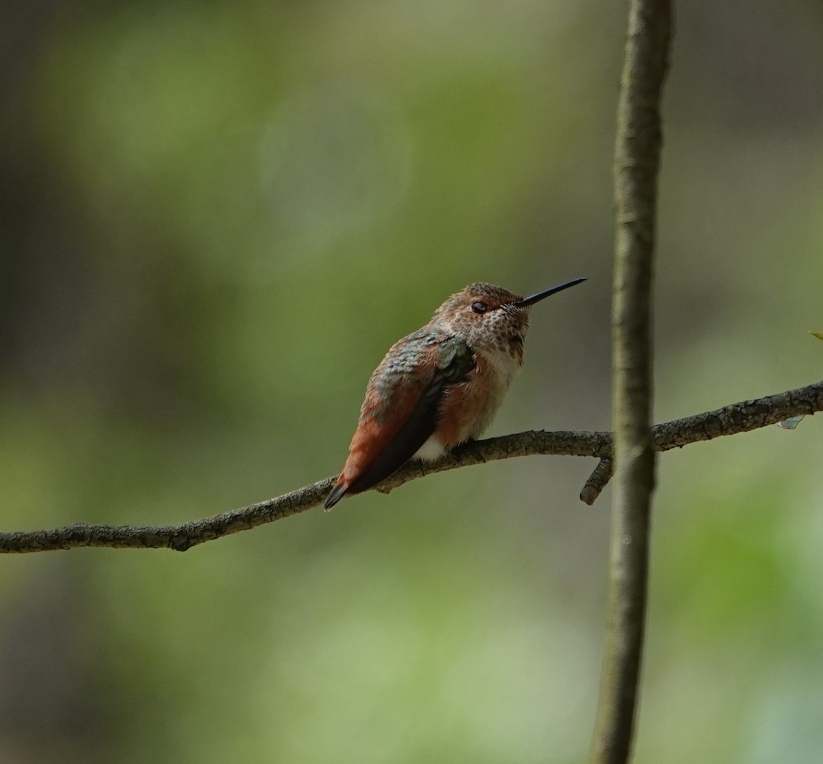Rufous/Allen's Hummingbird - ML618064519
