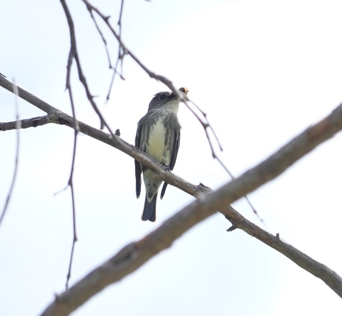 Olive-sided Flycatcher - Sylvia Afable