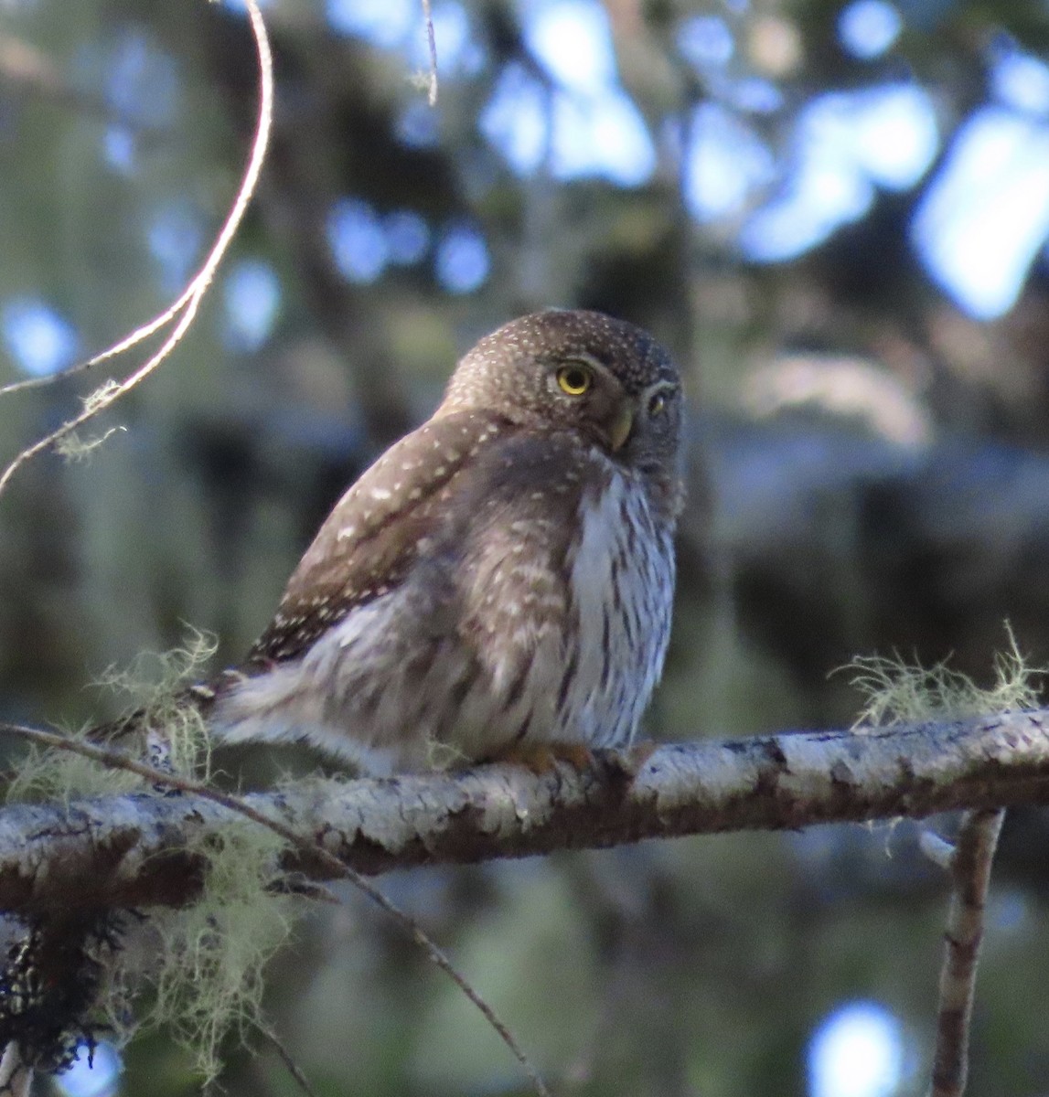 Northern Pygmy-Owl - ML618064558