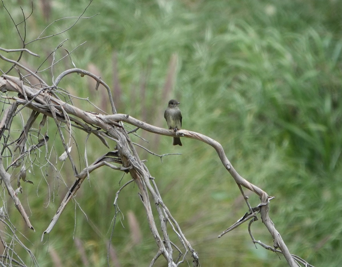 Western Wood-Pewee - Sylvia Afable