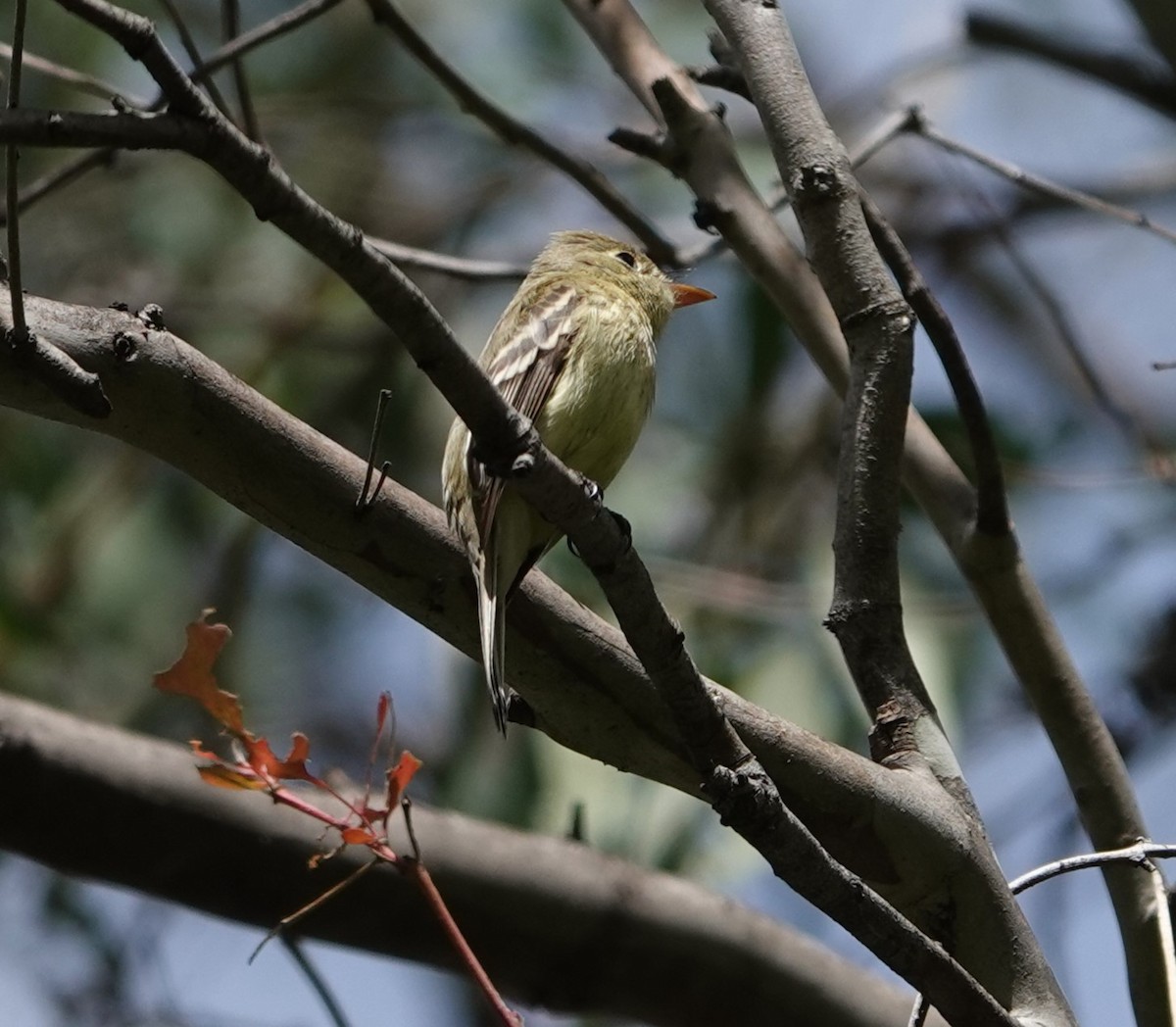 Western Flycatcher (Pacific-slope) - Sylvia Afable