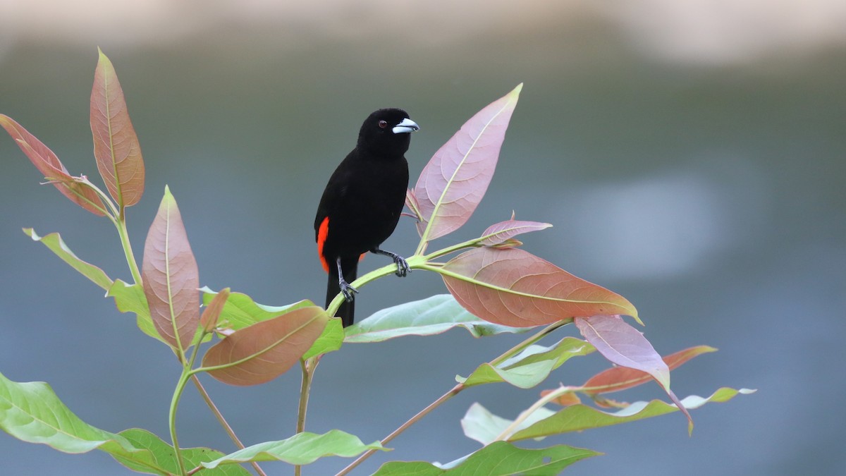 Scarlet-rumped Tanager - ML618064575