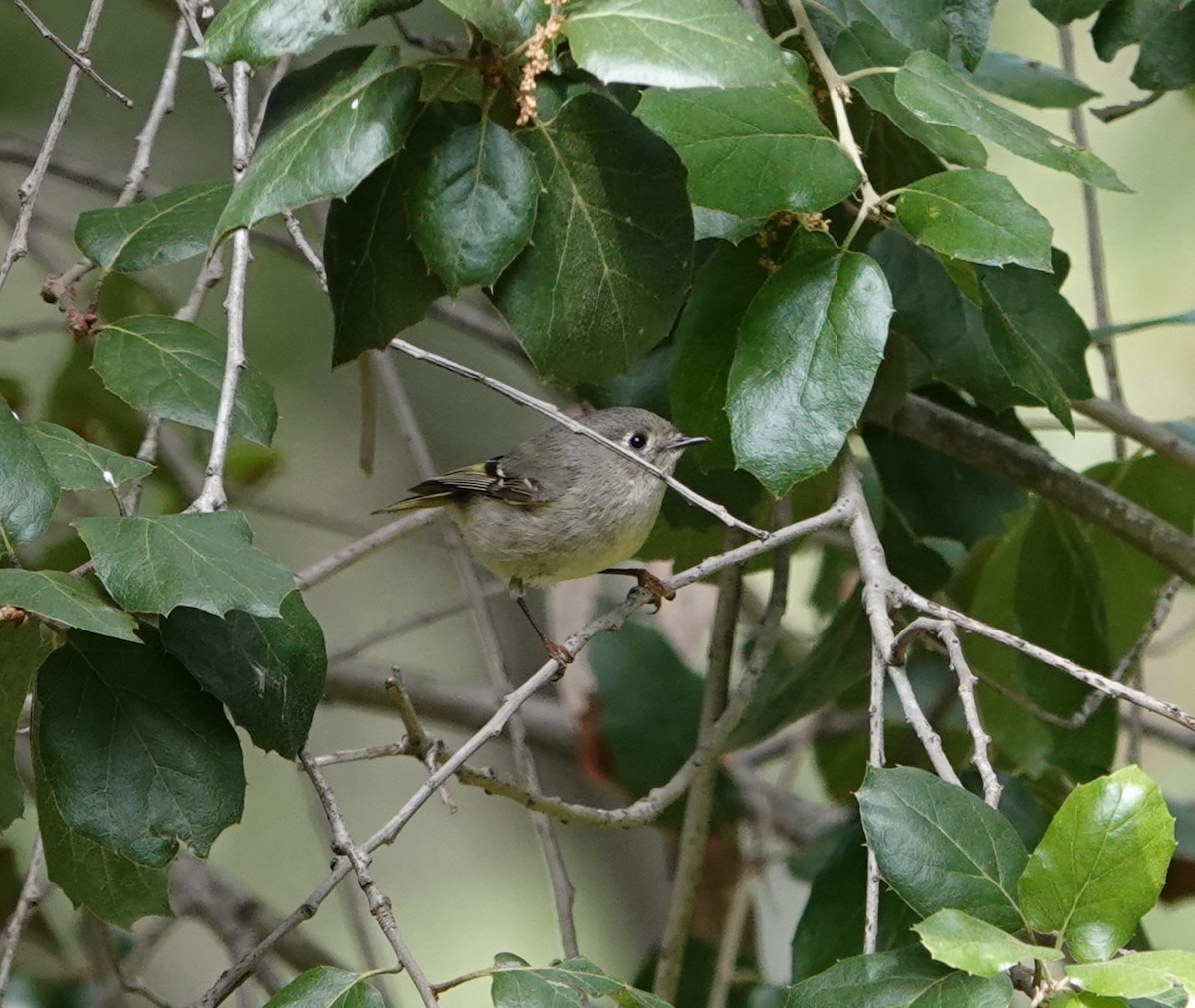 Ruby-crowned Kinglet - Sylvia Afable