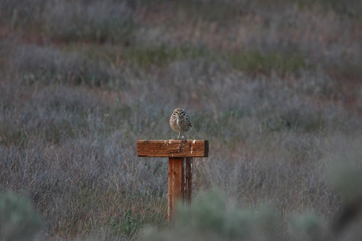 Burrowing Owl - ML618064712