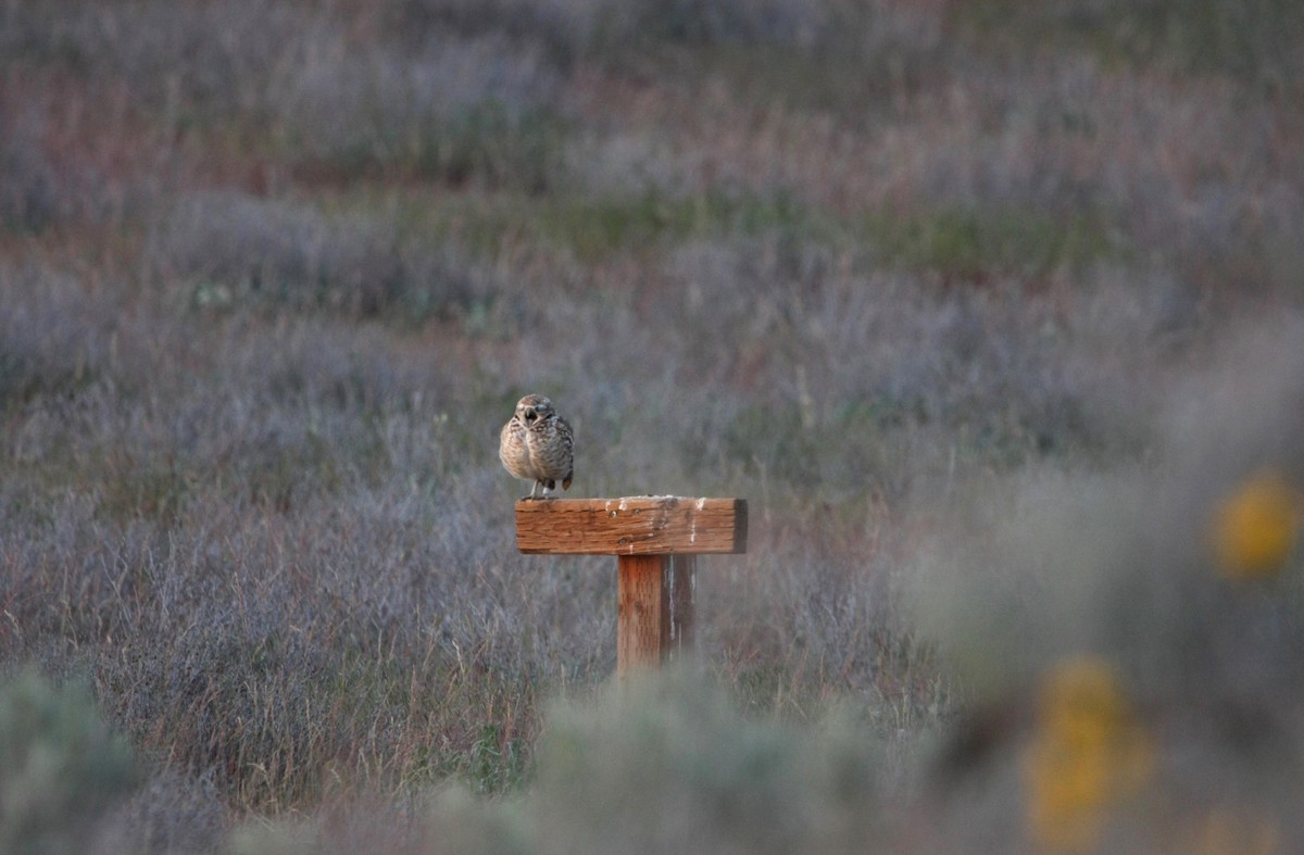 Burrowing Owl - ML618064714