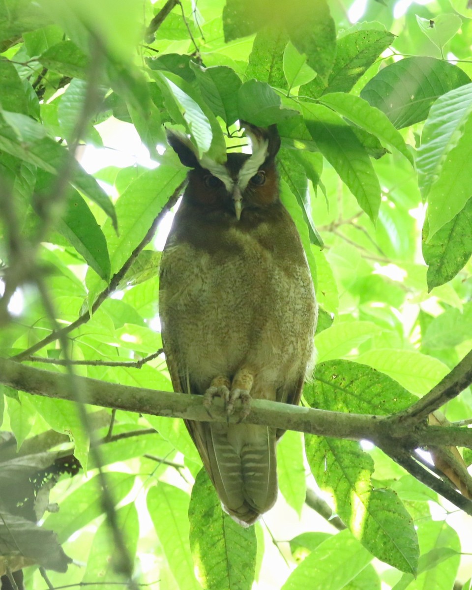 Crested Owl - ML618064730