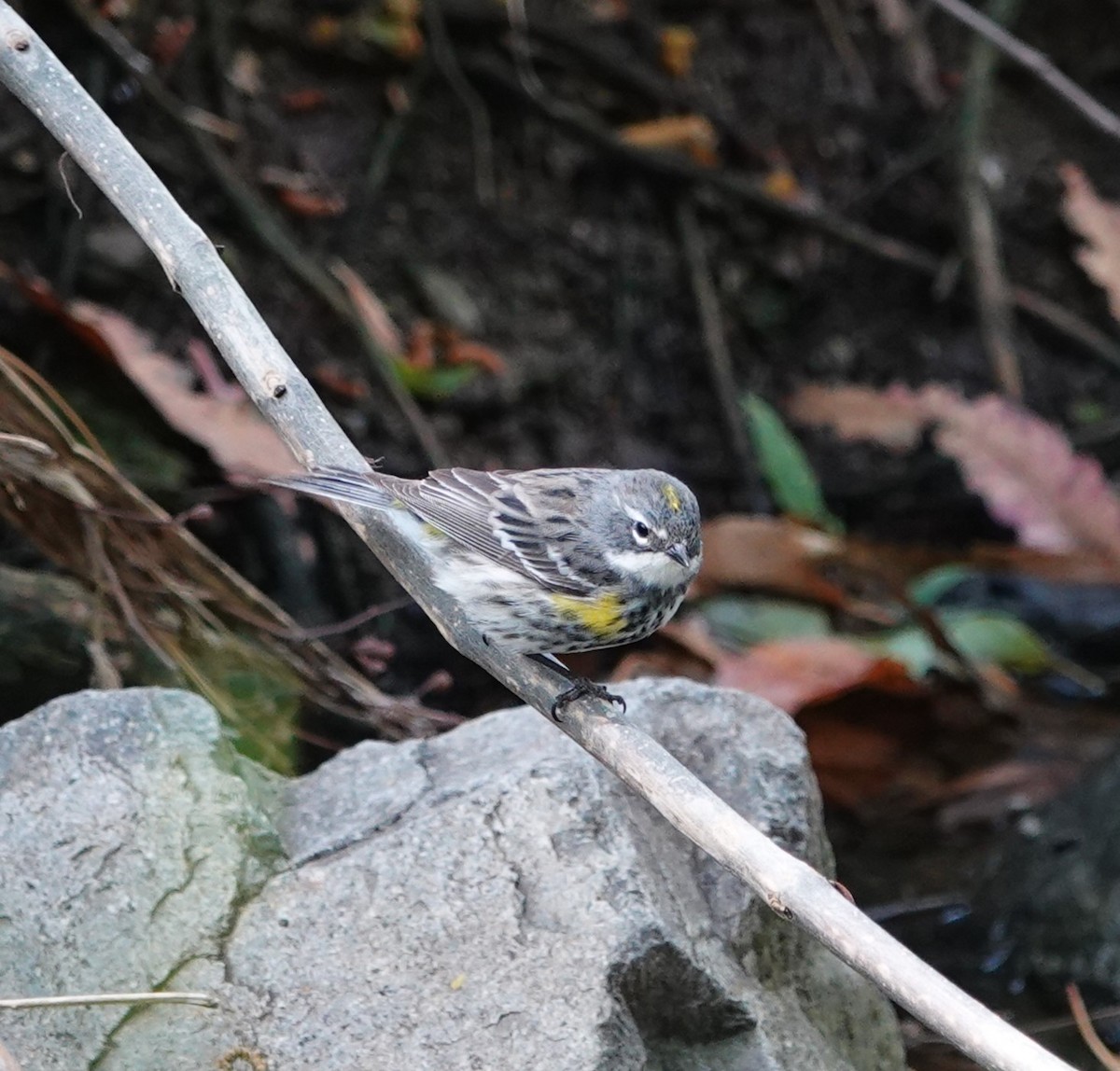 Yellow-rumped Warbler (Myrtle) - ML618064731