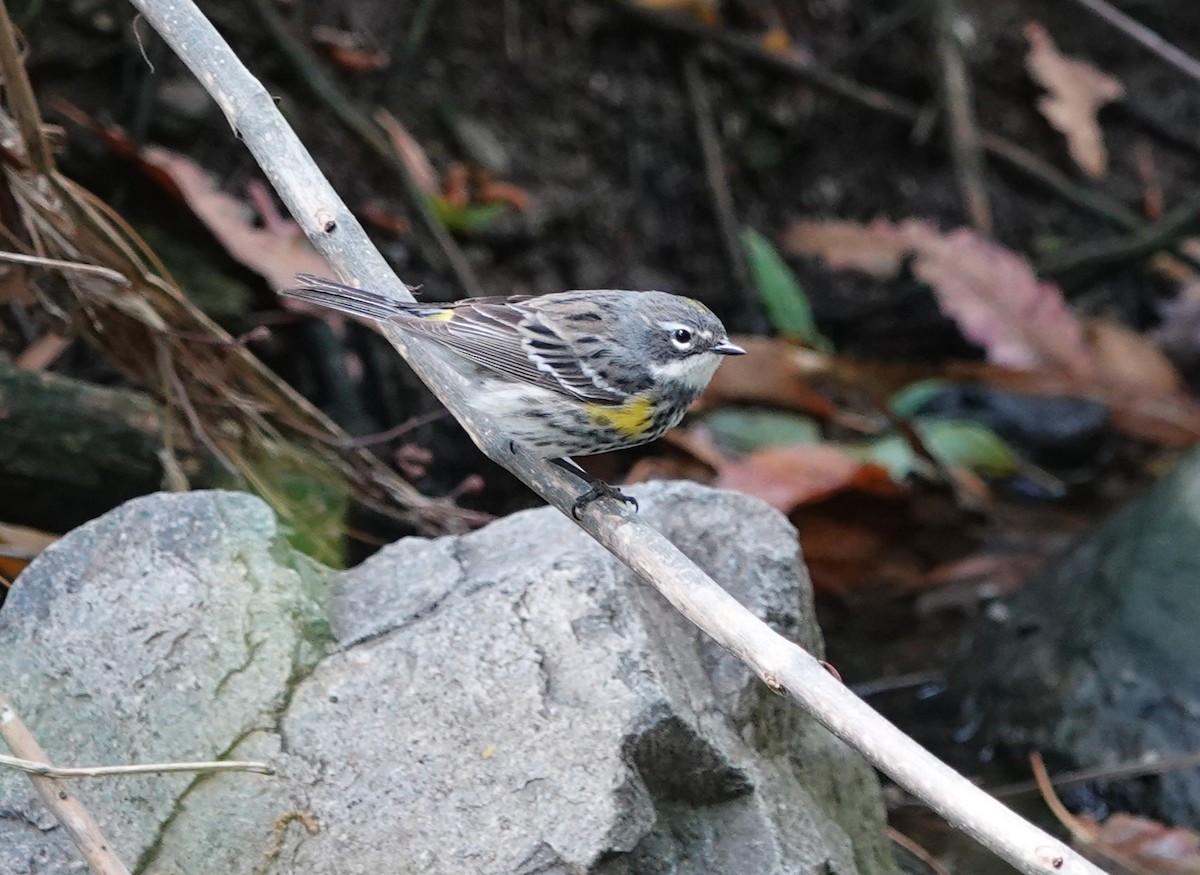 Yellow-rumped Warbler (Myrtle) - ML618064733