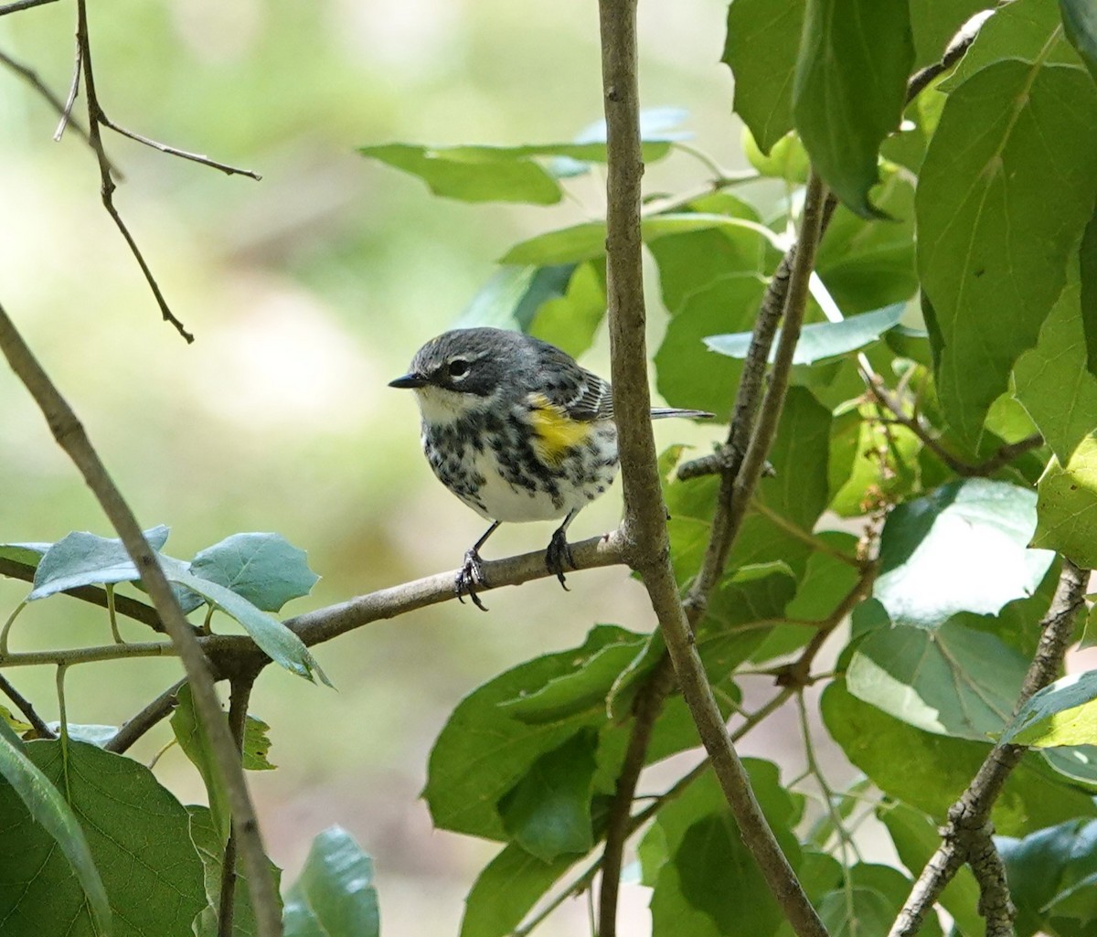 Yellow-rumped Warbler (Myrtle) - Sylvia Afable