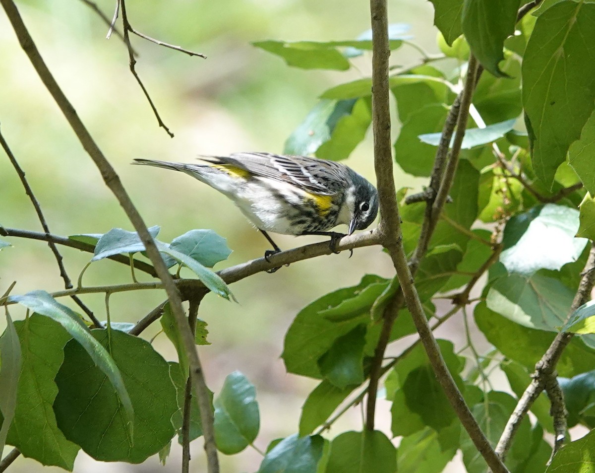 Yellow-rumped Warbler (Myrtle) - ML618064736