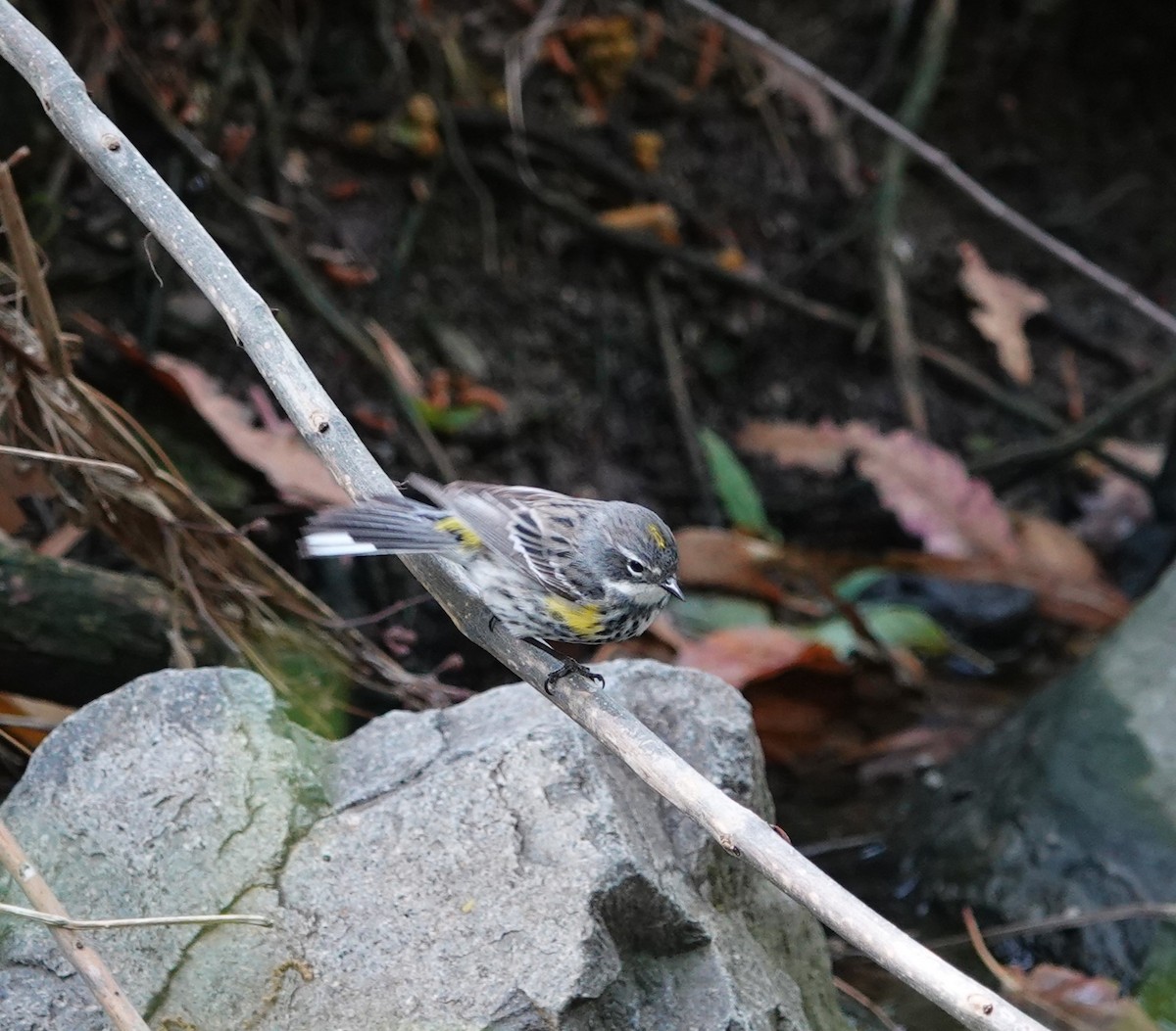 Yellow-rumped Warbler (Myrtle) - Sylvia Afable