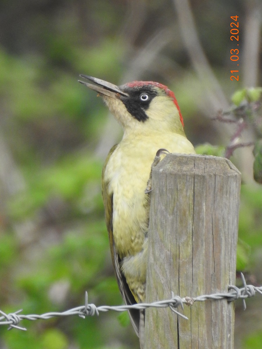 Eurasian Green Woodpecker - ML618064750