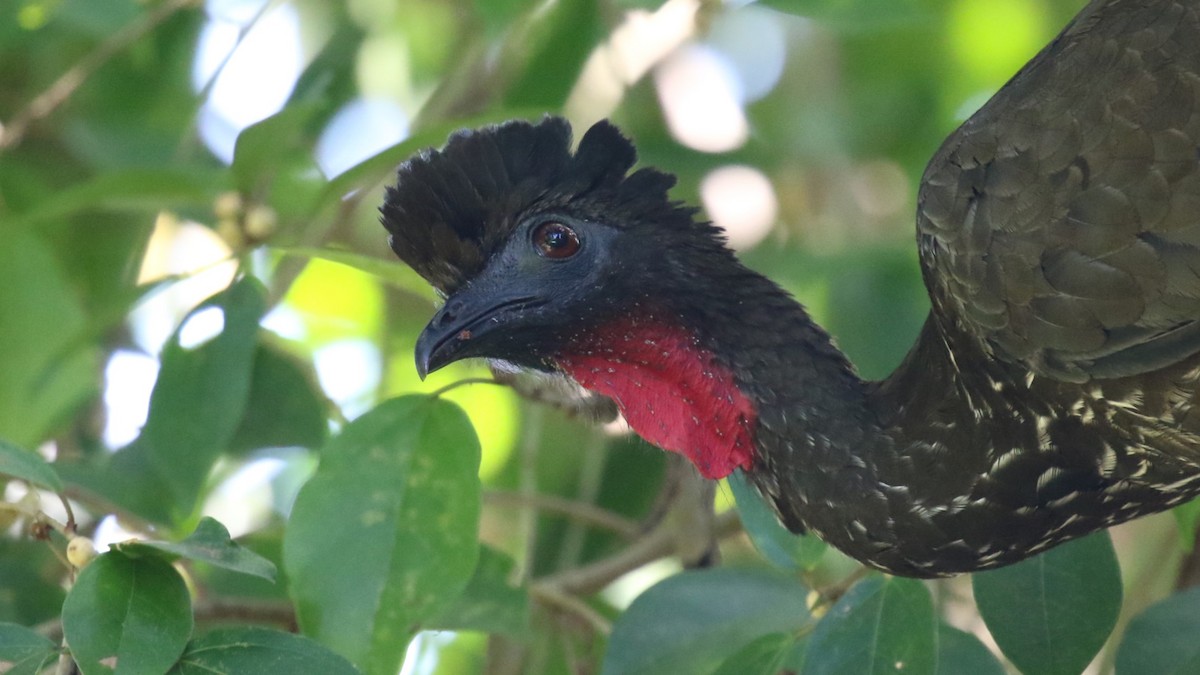 Crested Guan - ML618064786