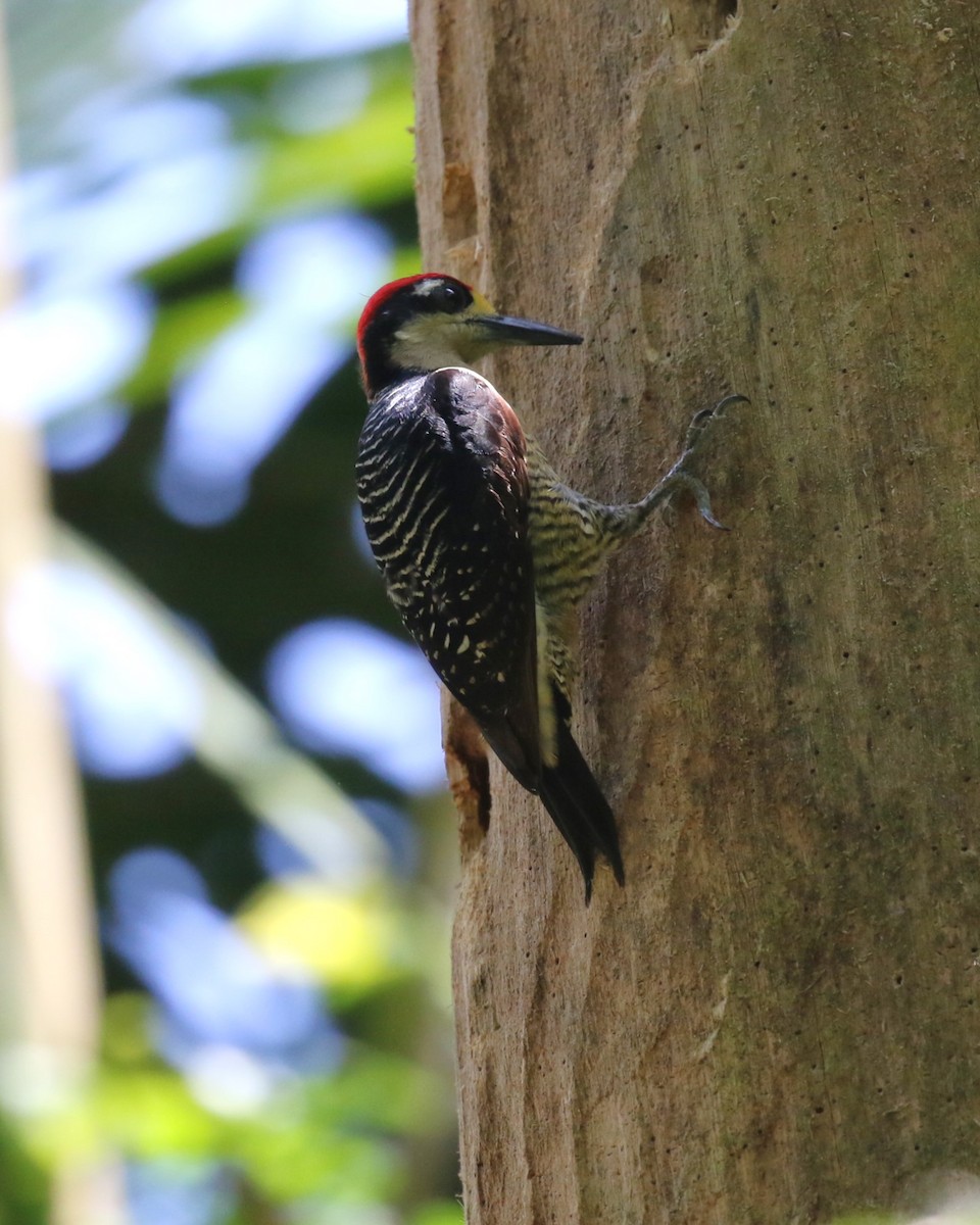 Black-cheeked Woodpecker - David Rupp