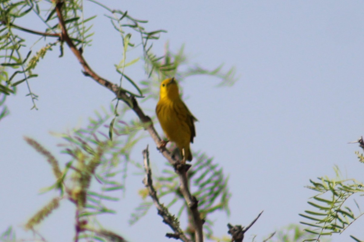 Yellow Warbler (Northern) - Adair Bock