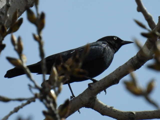 Rusty Blackbird - ML618064824
