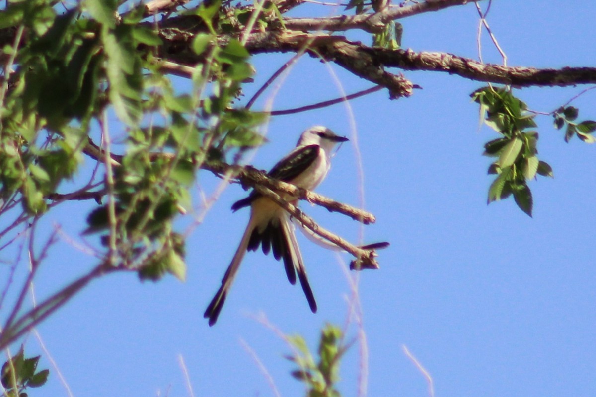Scissor-tailed Flycatcher - Adair Bock