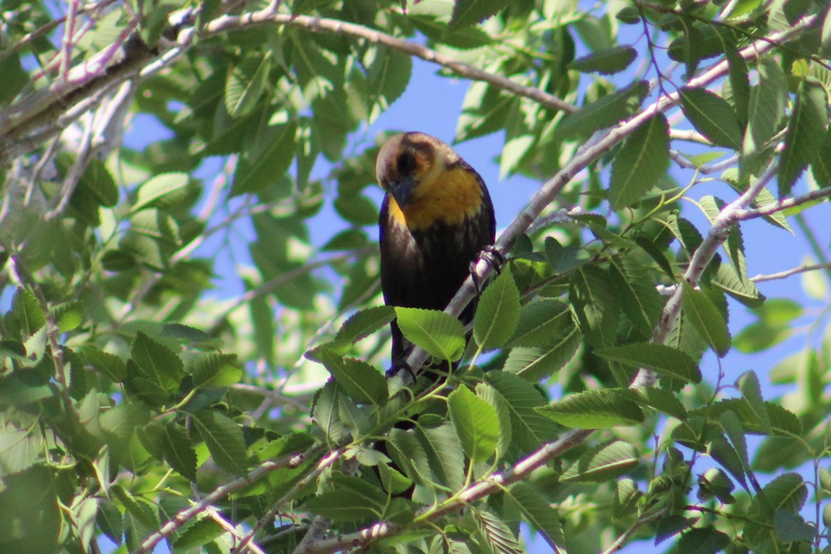 Yellow-headed Blackbird - ML618064844