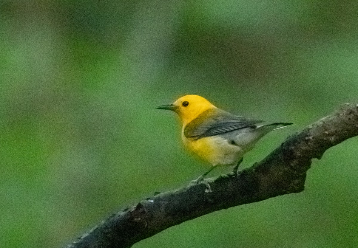 Prothonotary Warbler - ML618064858