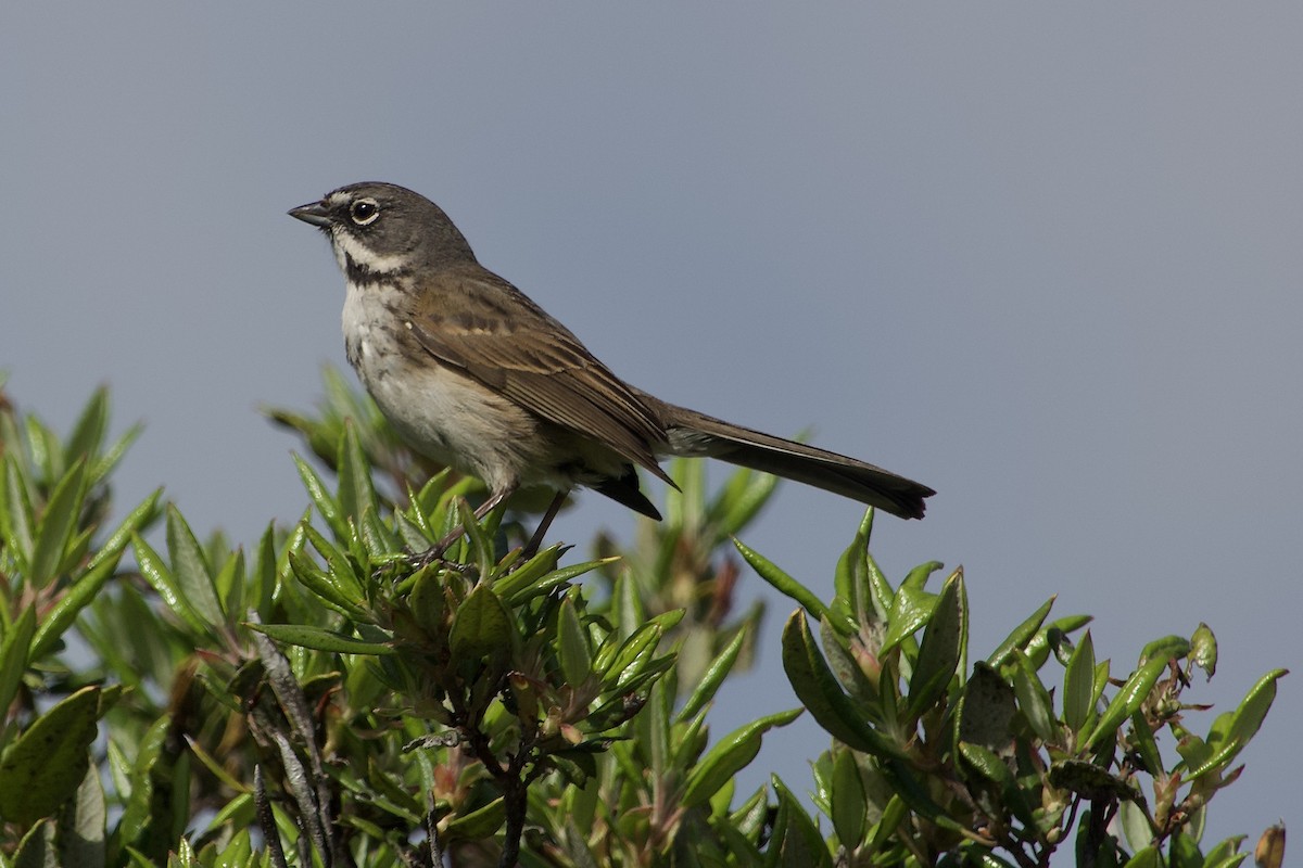 Bell's Sparrow - ML618064868