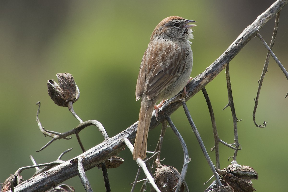 Rufous-crowned Sparrow - ML618064921