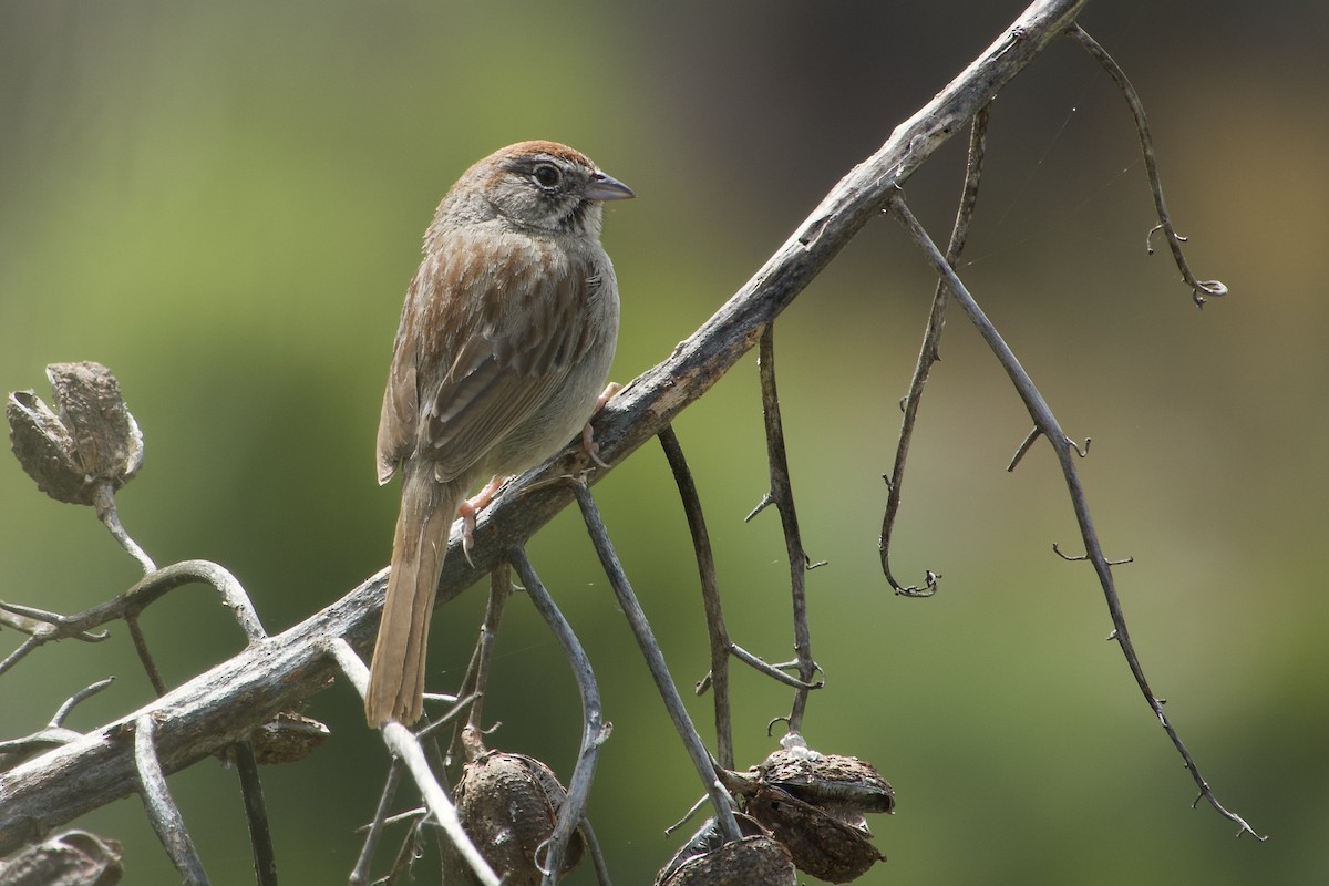 Rufous-crowned Sparrow - ML618064924