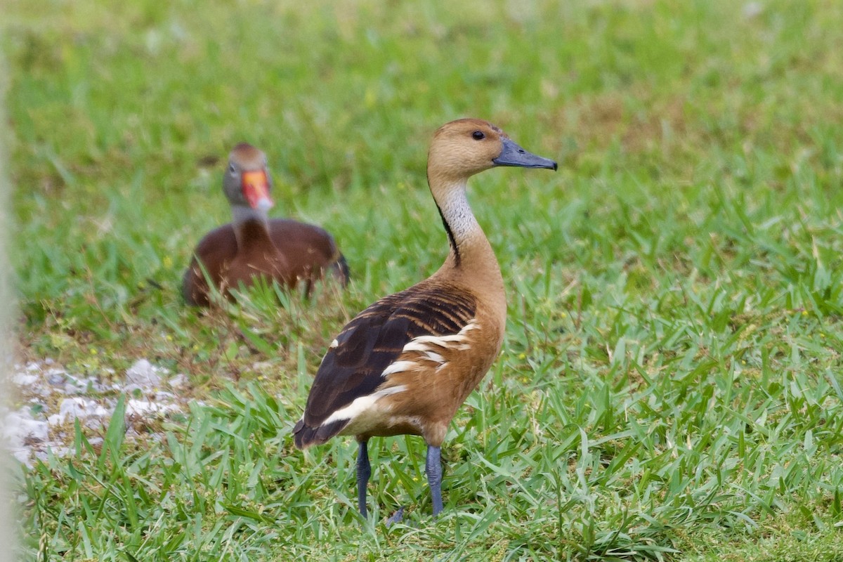 Fulvous Whistling-Duck - ML618064925