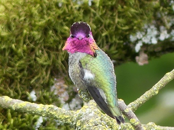 Anna's Hummingbird - ML618064958