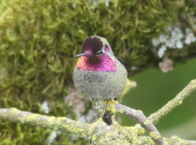 Anna's Hummingbird - ML618064967