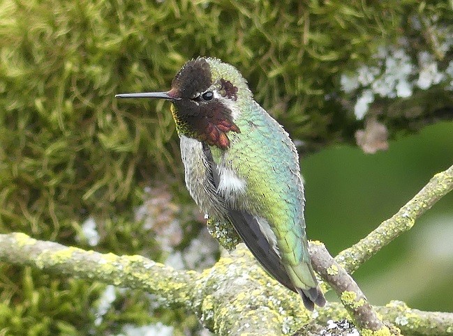 Anna's Hummingbird - ML618064971
