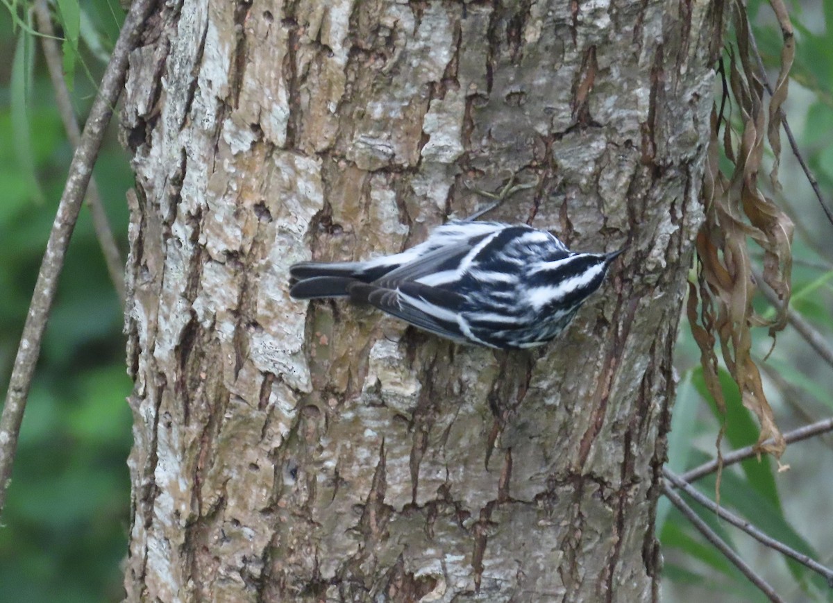 Black-and-white Warbler - ML618064978