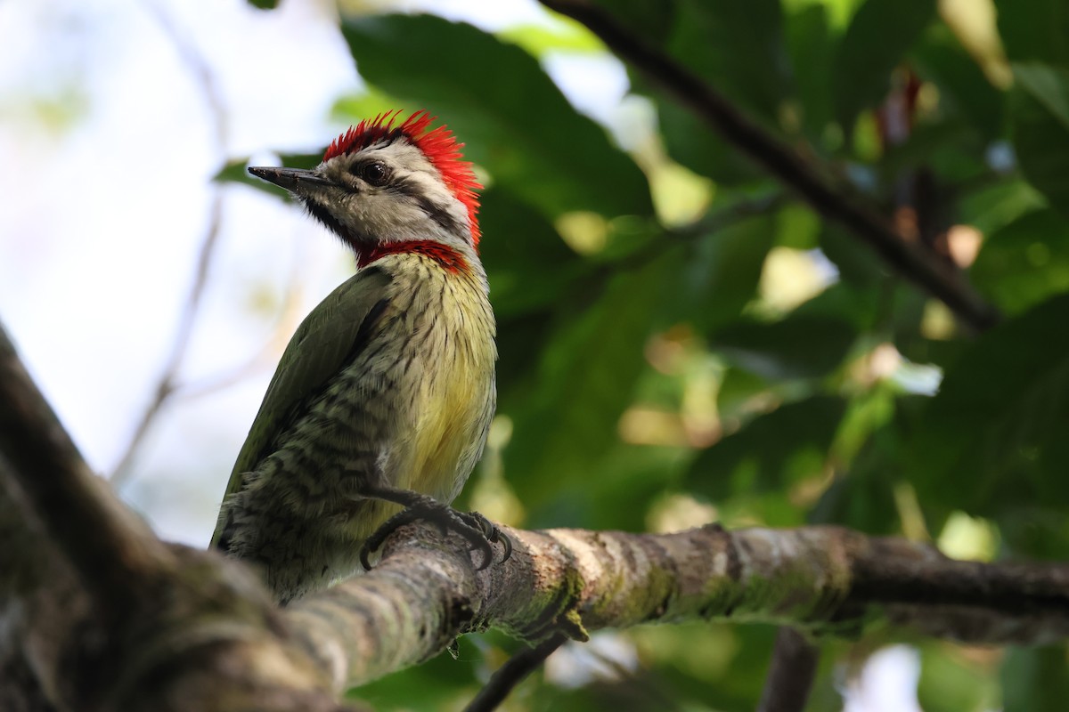Cuban Green Woodpecker - Michael Friedman
