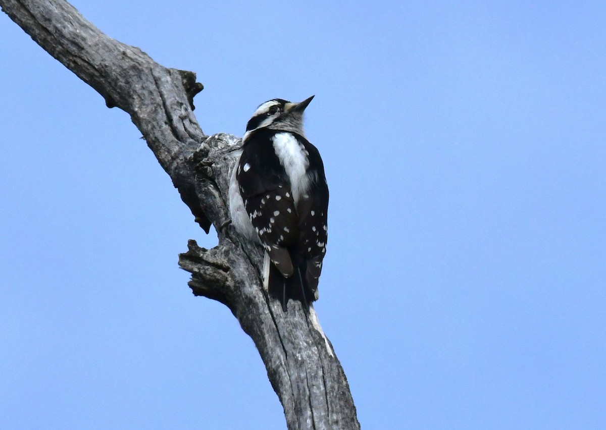 Downy Woodpecker - ML618064994