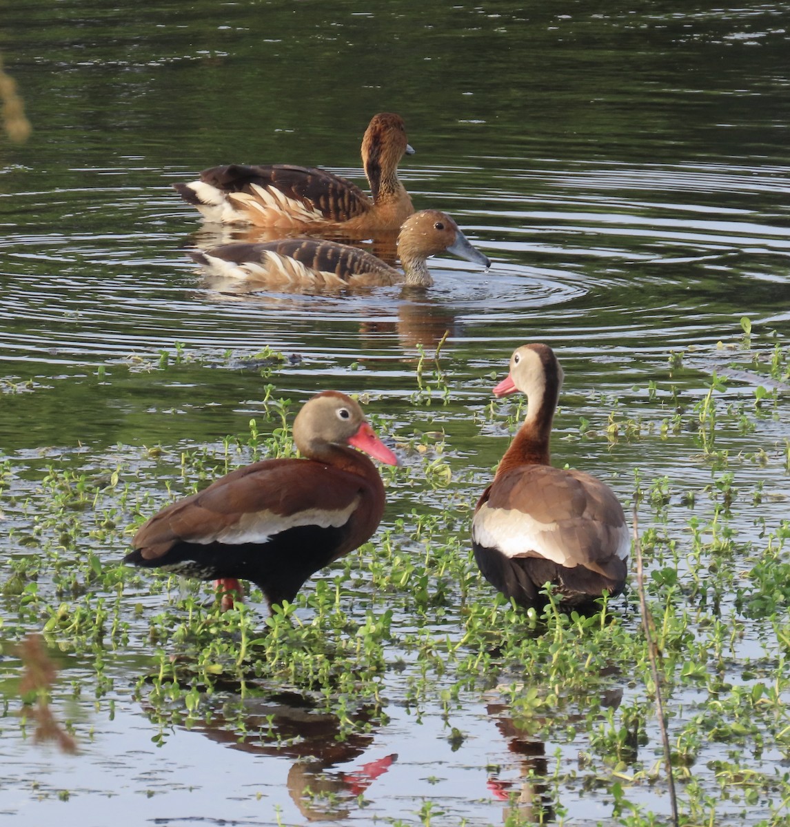 Fulvous Whistling-Duck - ML618065026
