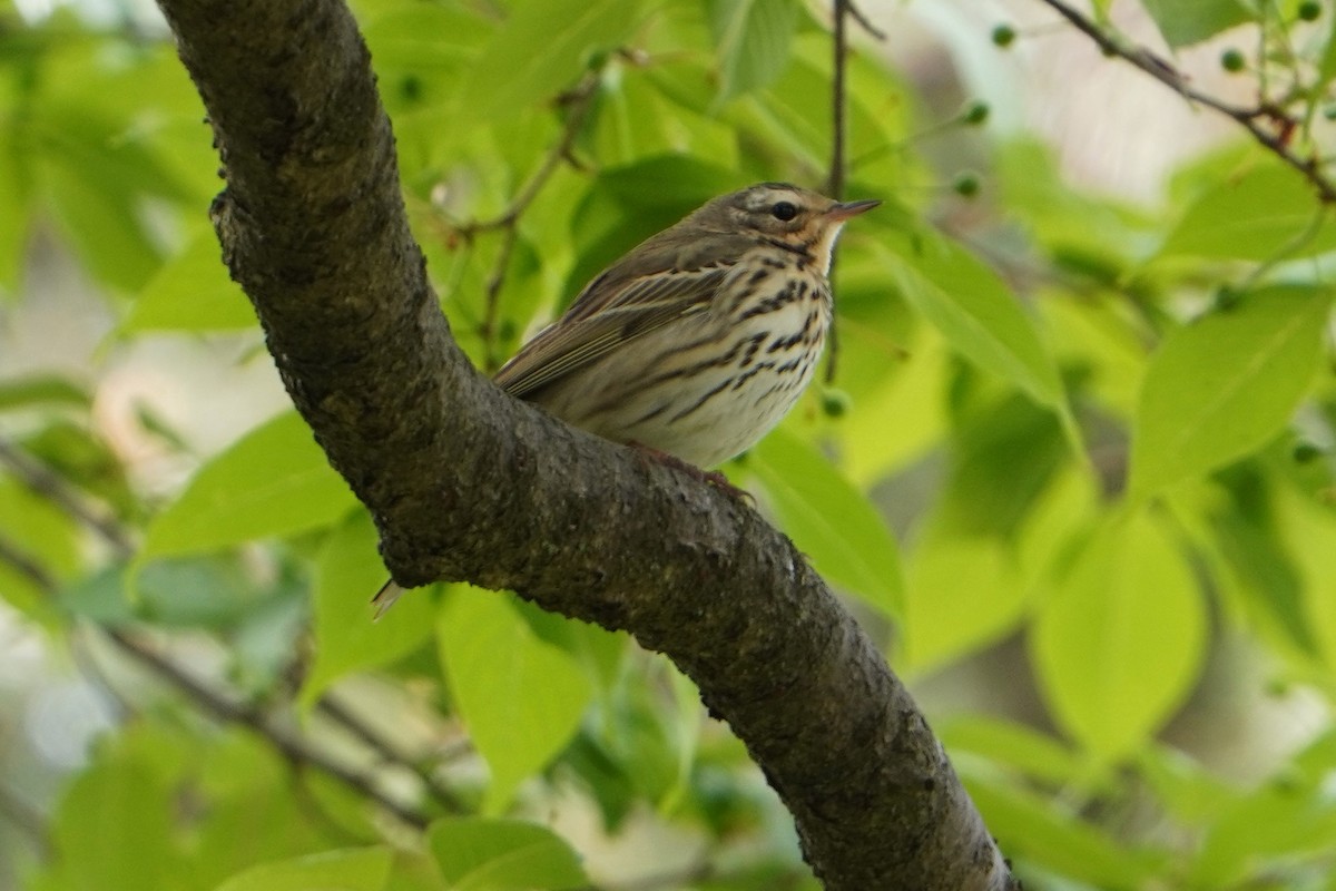 Olive-backed Pipit - ML618065054