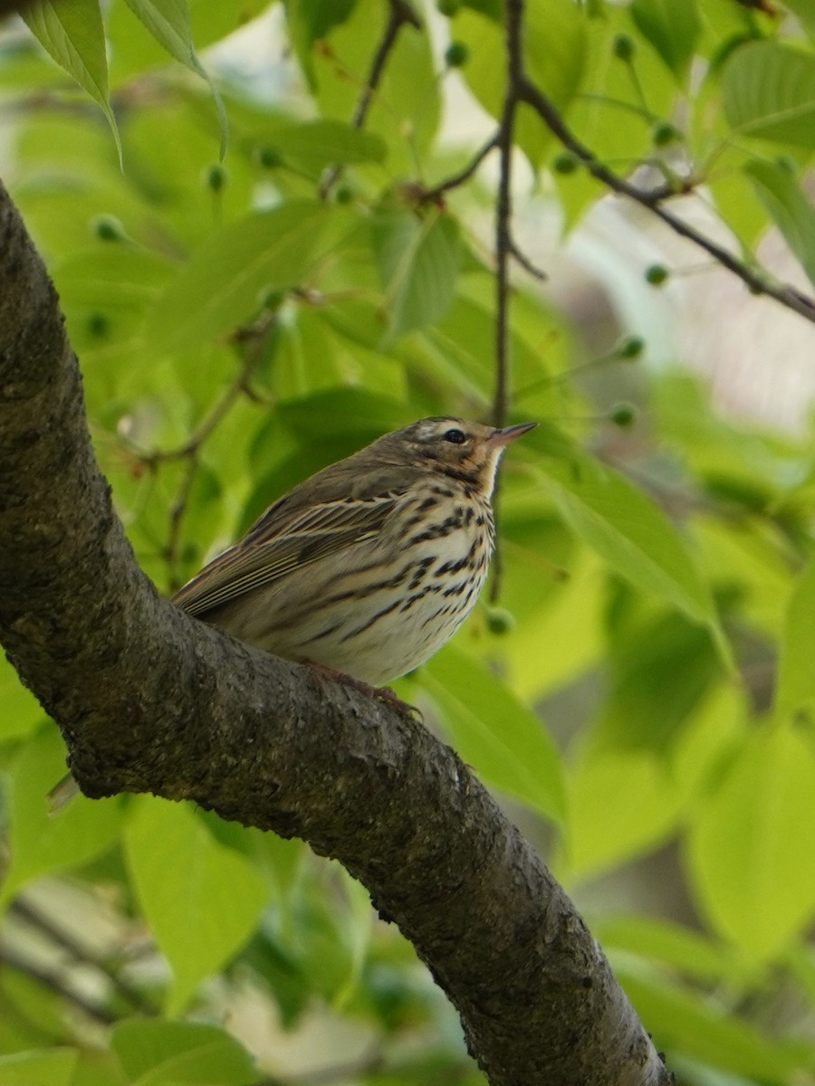 Olive-backed Pipit - ML618065055