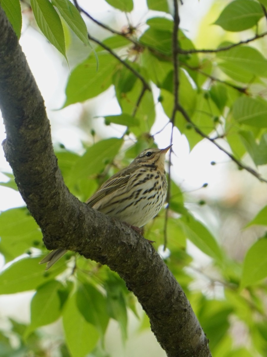 Olive-backed Pipit - ML618065056
