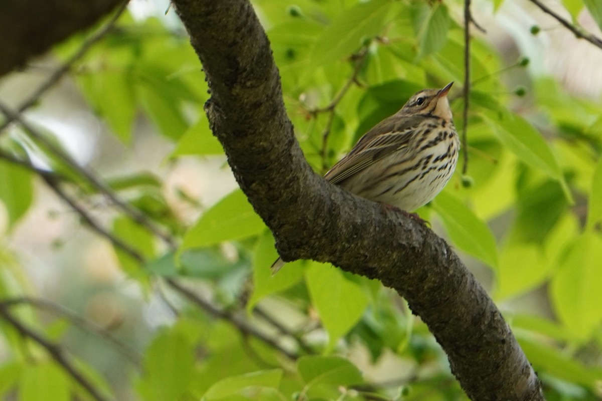 Olive-backed Pipit - ML618065058
