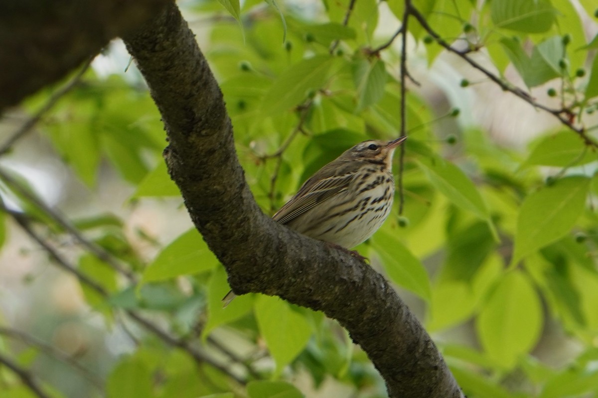 Olive-backed Pipit - ML618065059