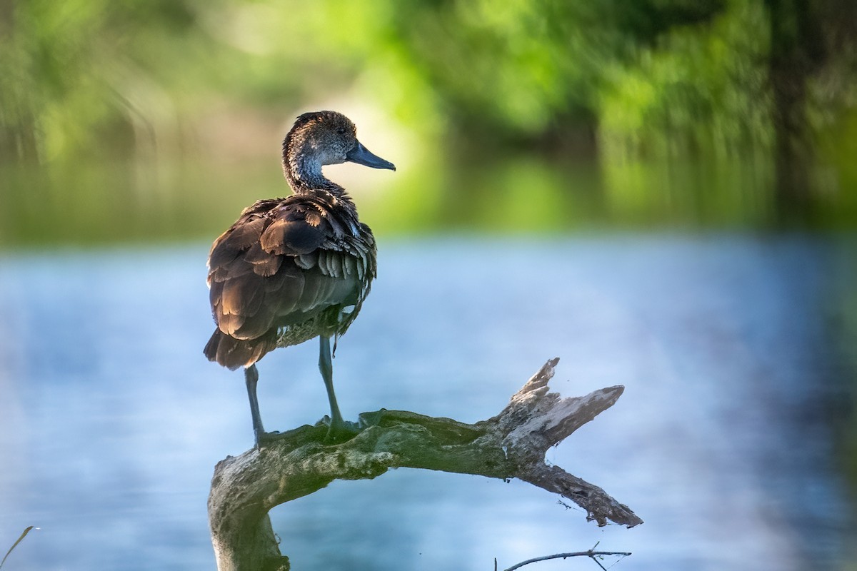 West Indian Whistling-Duck - ML618065089