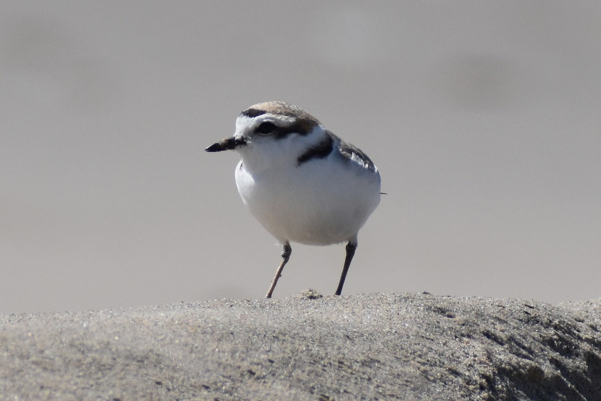 Snowy Plover - JD Paes