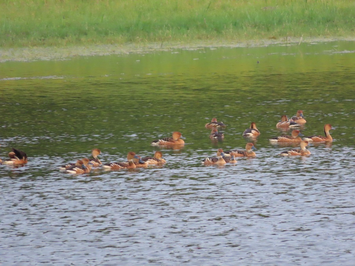 Fulvous Whistling-Duck - ML618065149