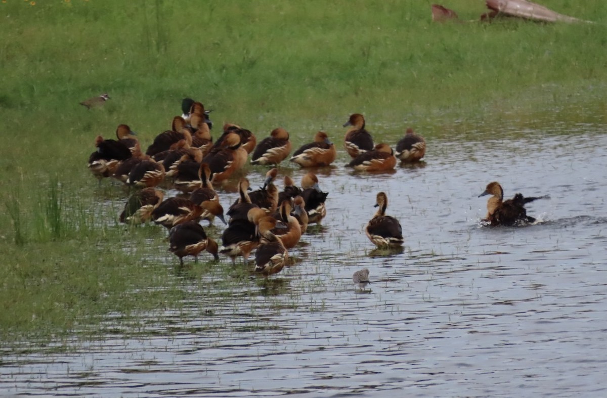 Fulvous Whistling-Duck - ML618065151
