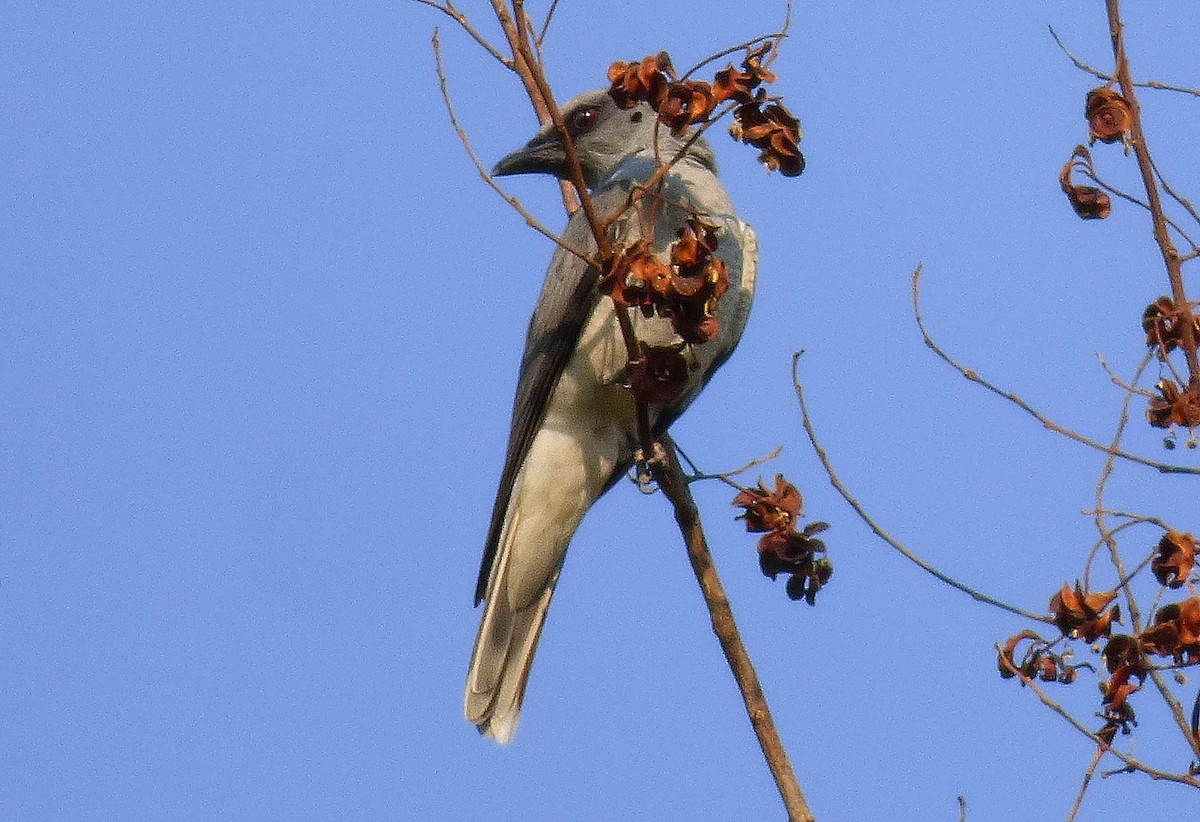 Large Cuckooshrike - Gopi Sundar