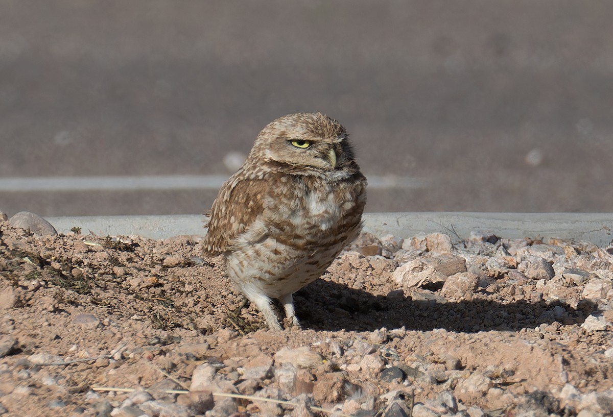 Burrowing Owl - Chris Charlesworth